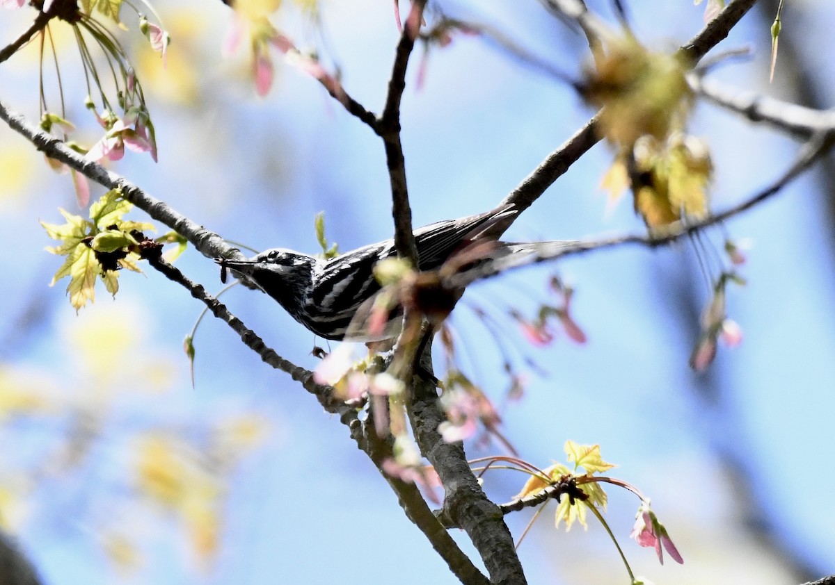 Black-and-white Warbler - ML617629327