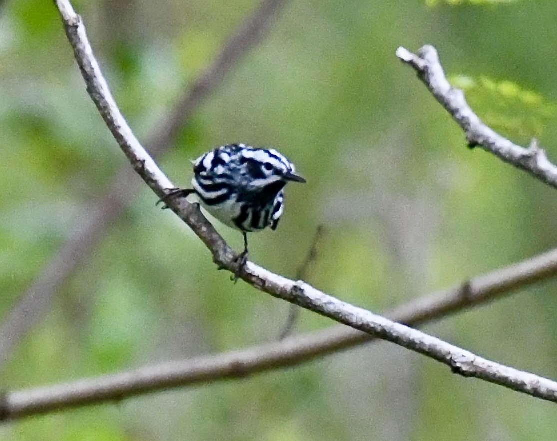 Black-and-white Warbler - ML617629328