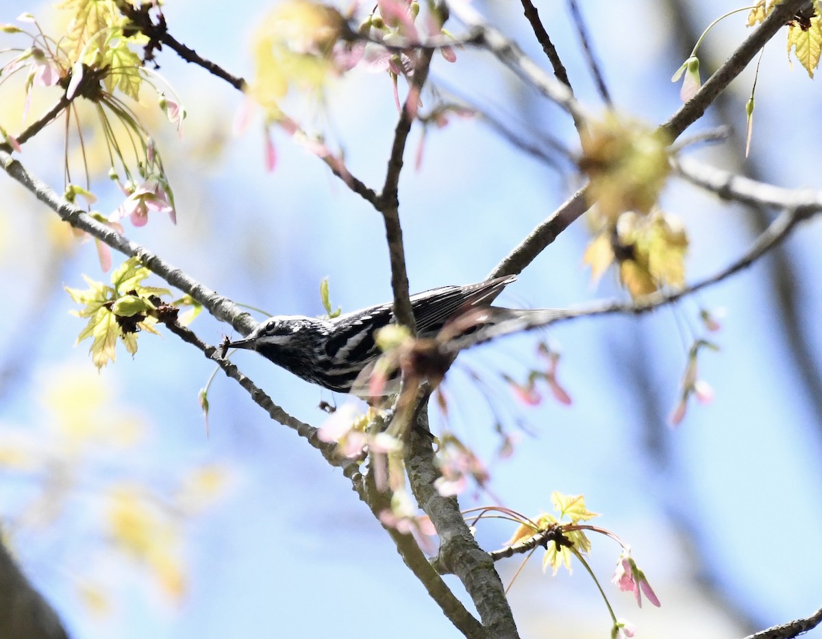 Black-and-white Warbler - ML617629329