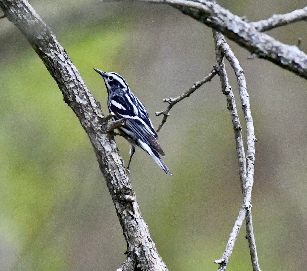 Black-and-white Warbler - ML617629331