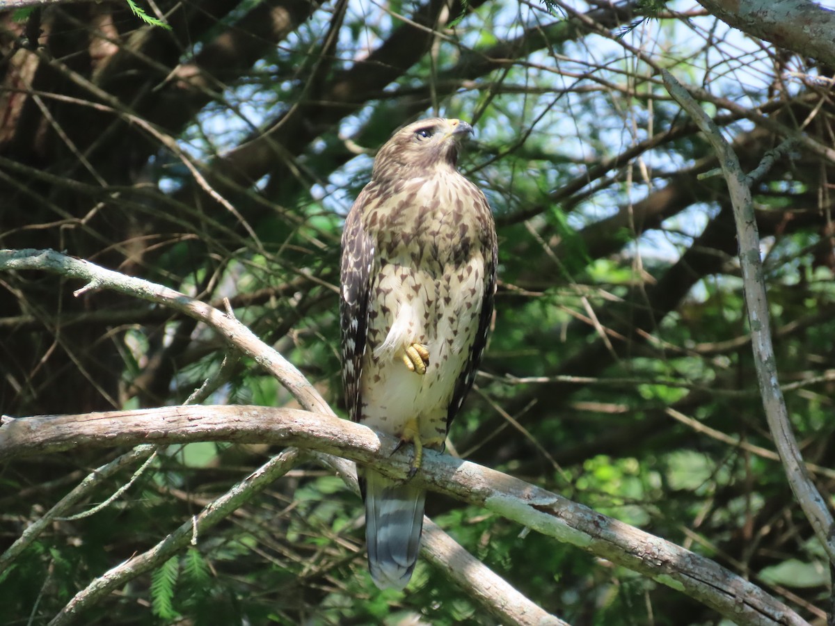 Red-shouldered Hawk - Laurie Witkin