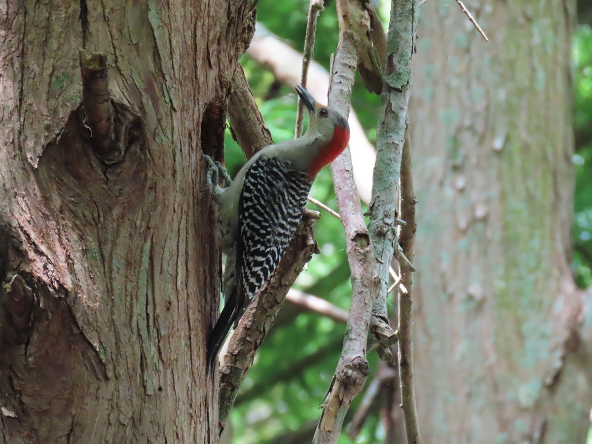 Red-bellied Woodpecker - ML617629361