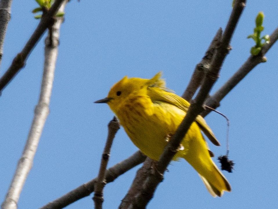 Yellow Warbler - ML617629408