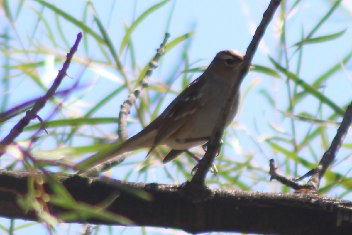 White-crowned Sparrow (oriantha) - Sean Cozart