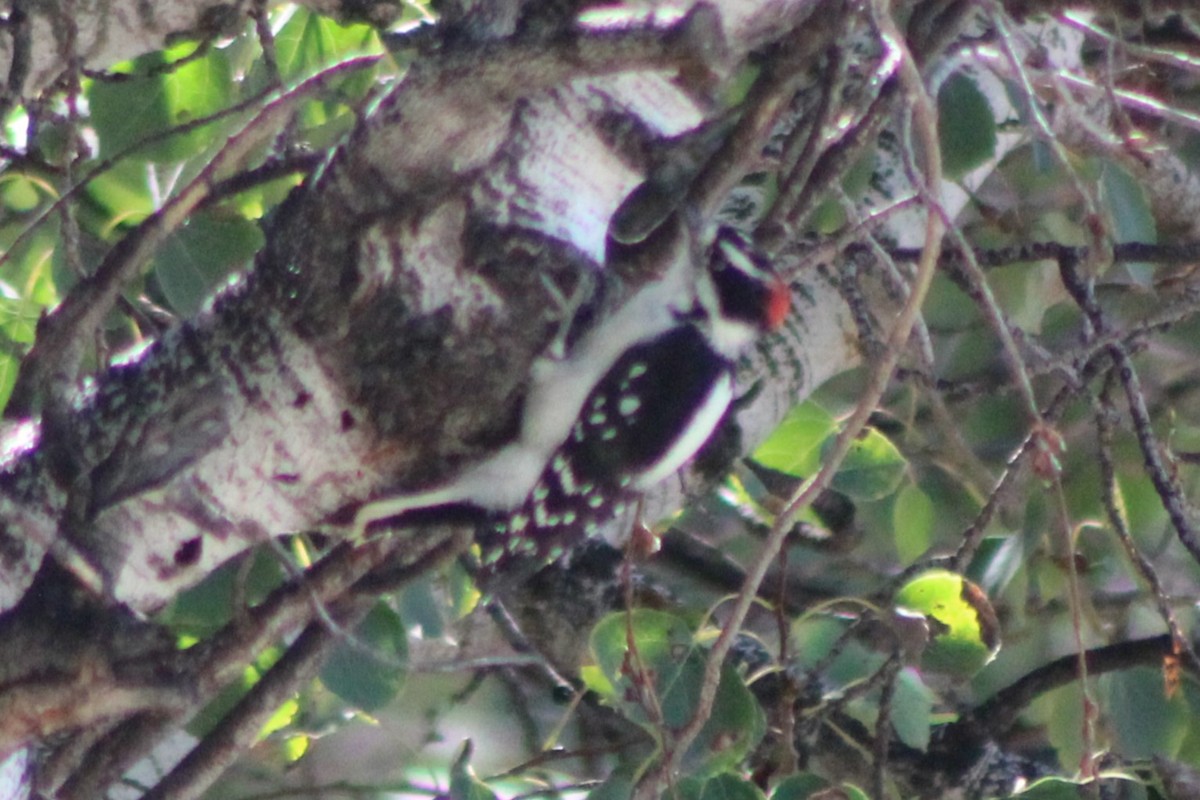 Downy Woodpecker (Rocky Mts.) - ML617629471