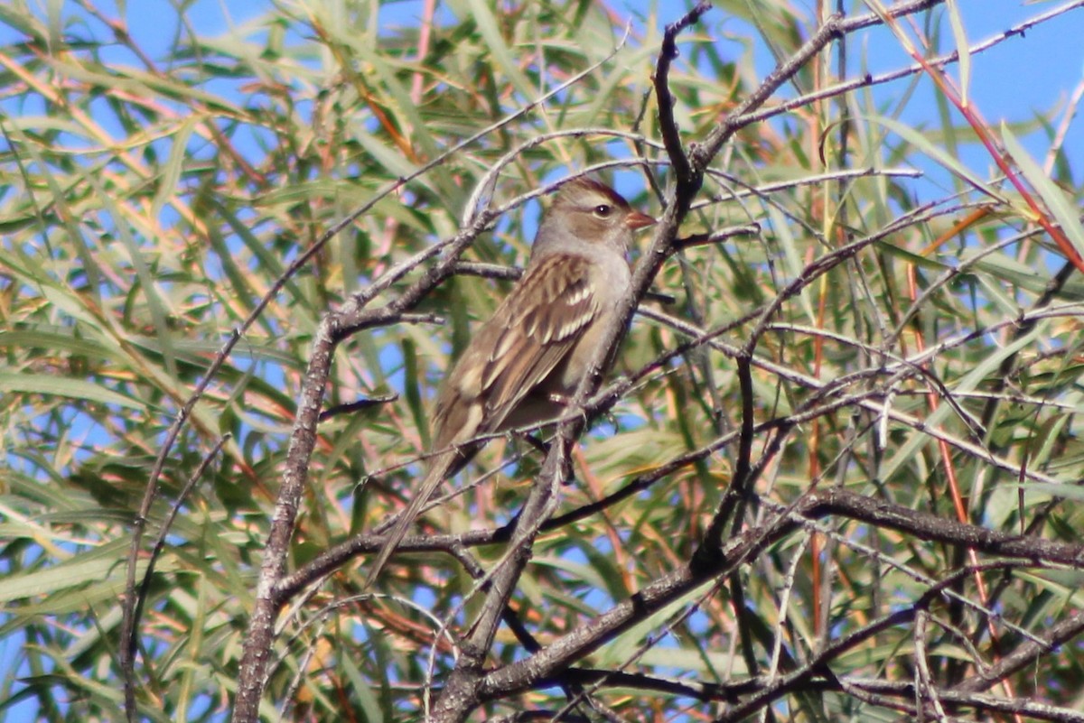 White-crowned Sparrow (oriantha) - ML617629486