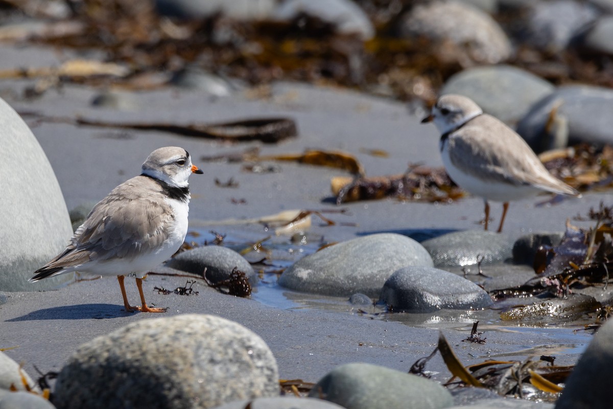 Piping Plover - Lyall Bouchard