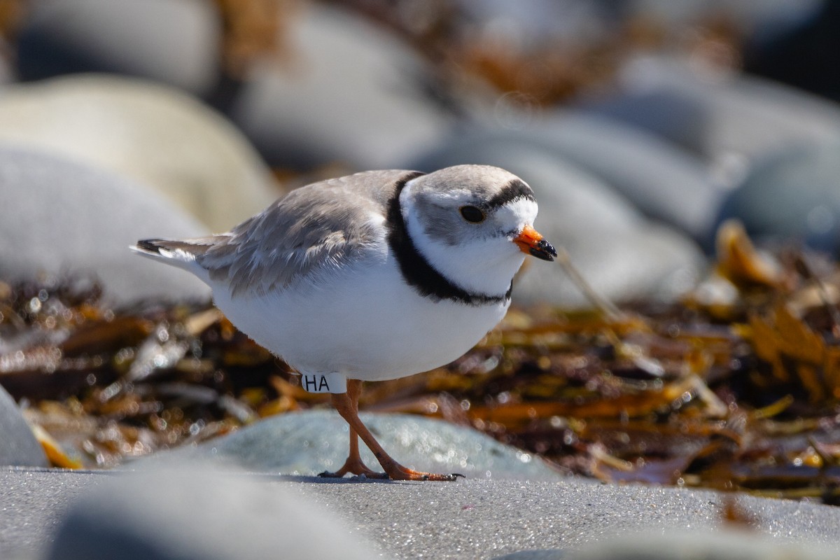 Piping Plover - ML617629533