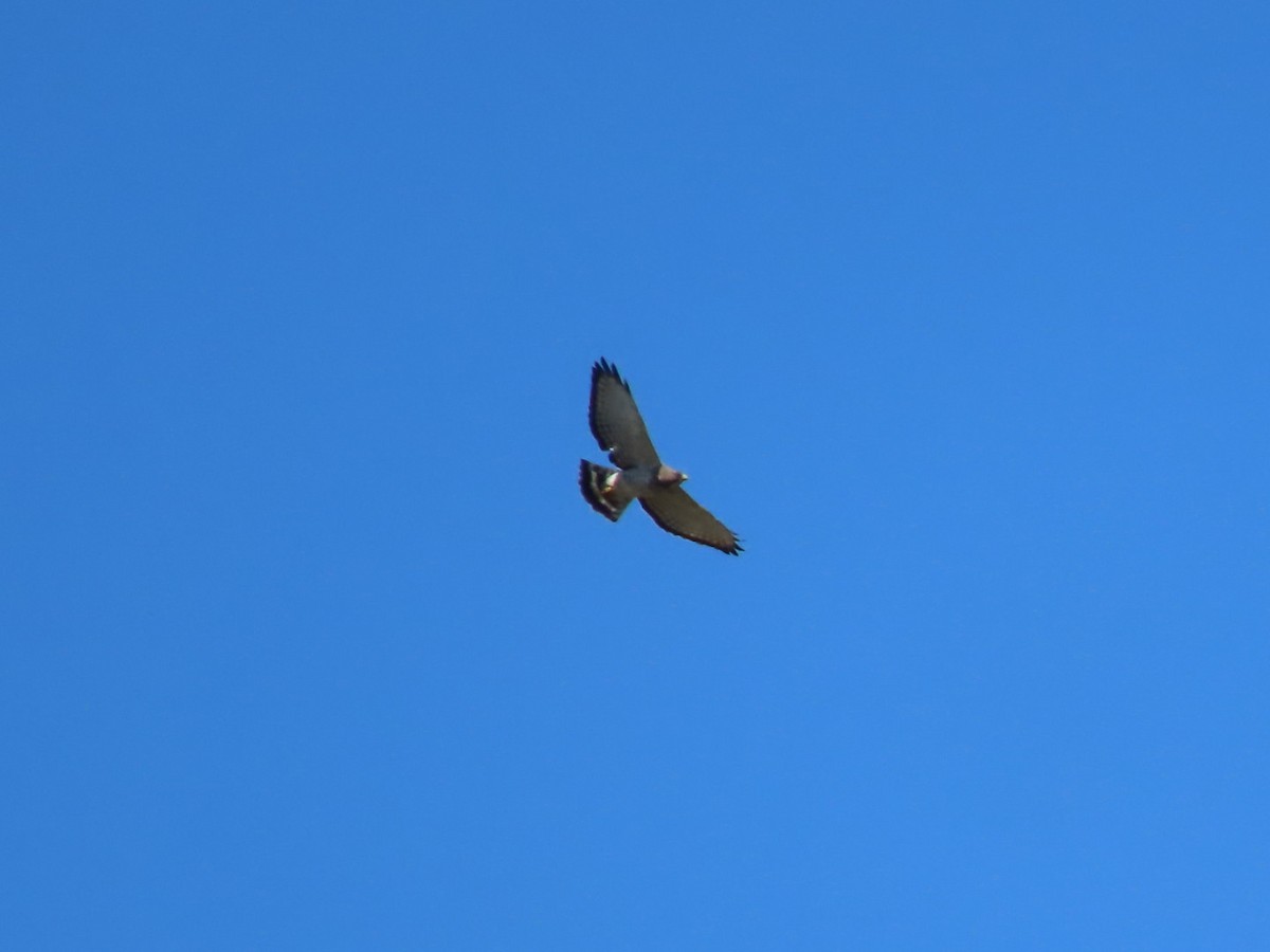 Broad-winged Hawk - Herky Birder