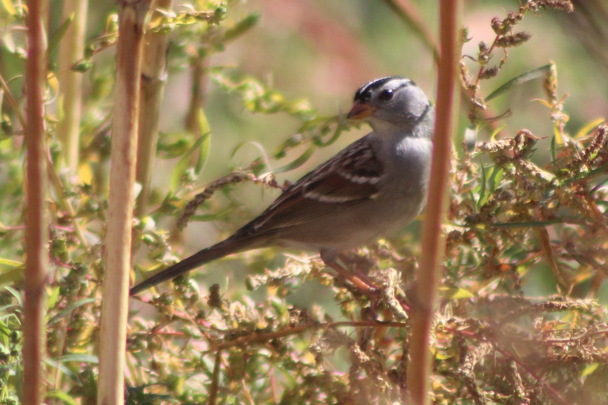 White-crowned Sparrow (Gambel's) - Sean Cozart