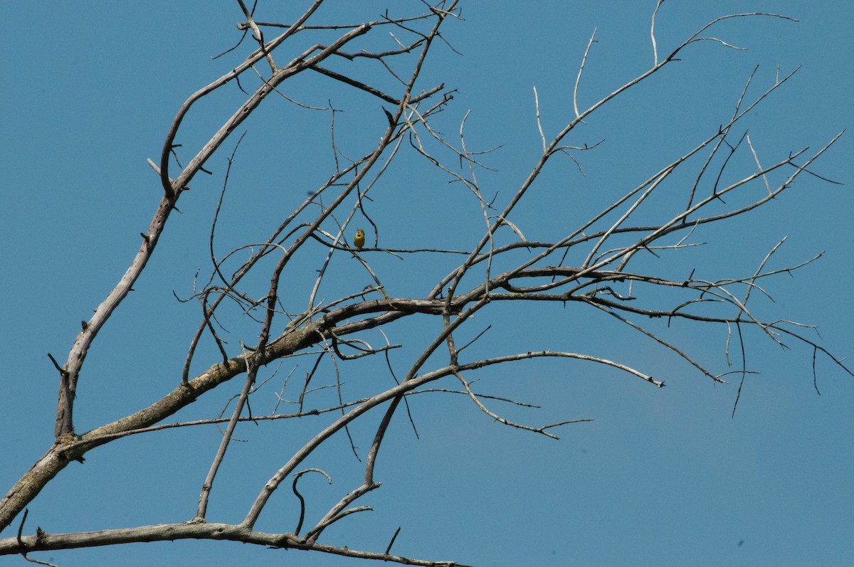 Orange-crowned Warbler - ML617629620