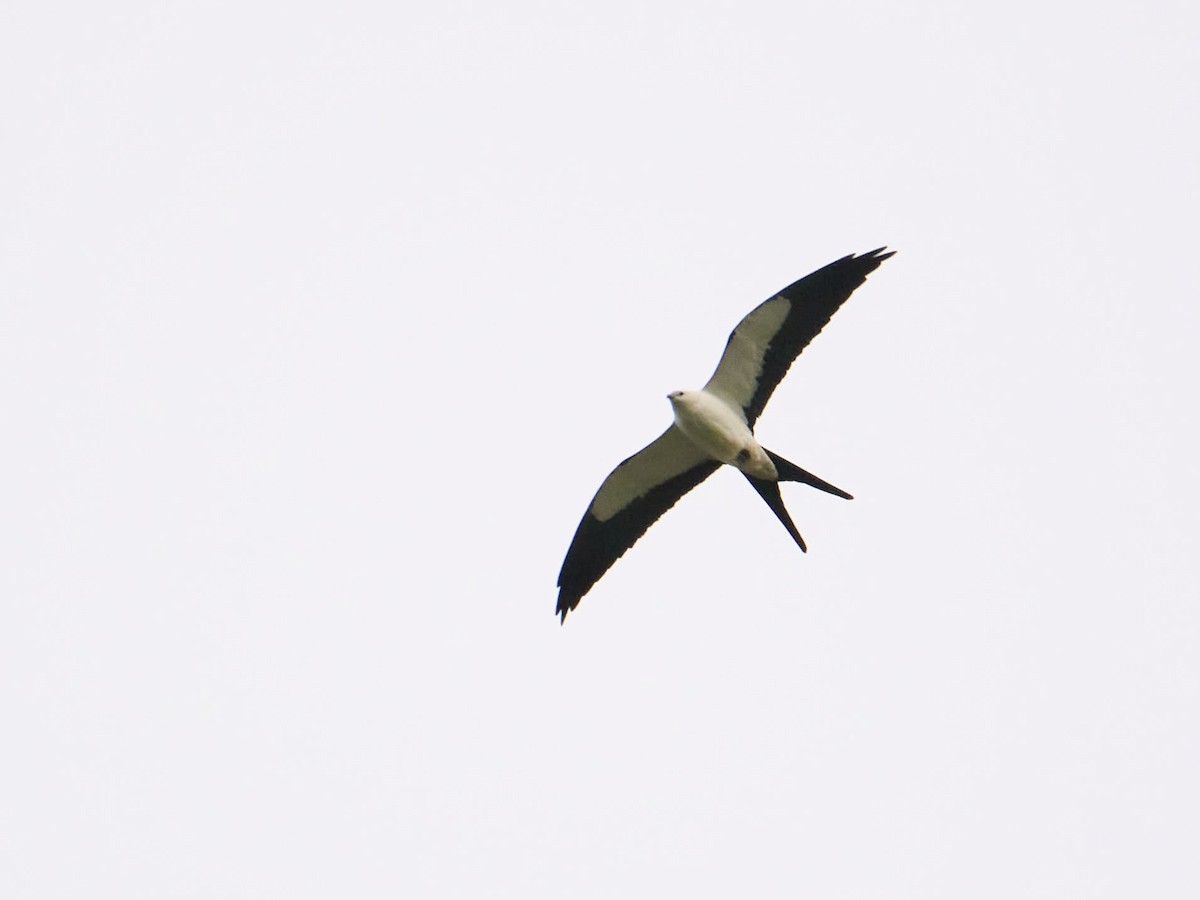 Swallow-tailed Kite - Alex Eisengart