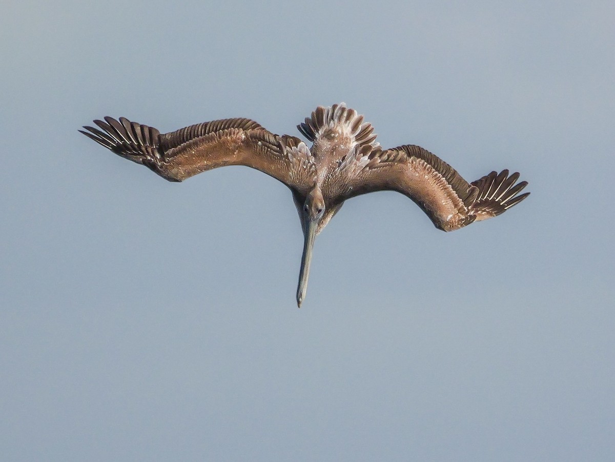 Brown Pelican - Roger Horn
