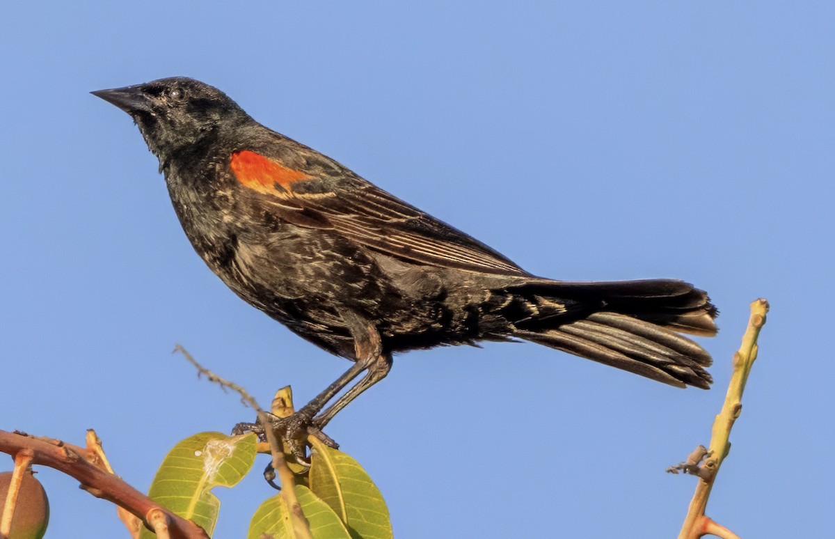 Red-winged Blackbird - ML617629753