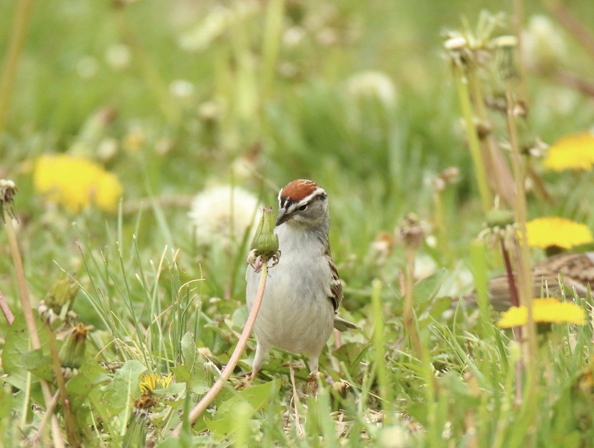 Chipping Sparrow - ML617629780