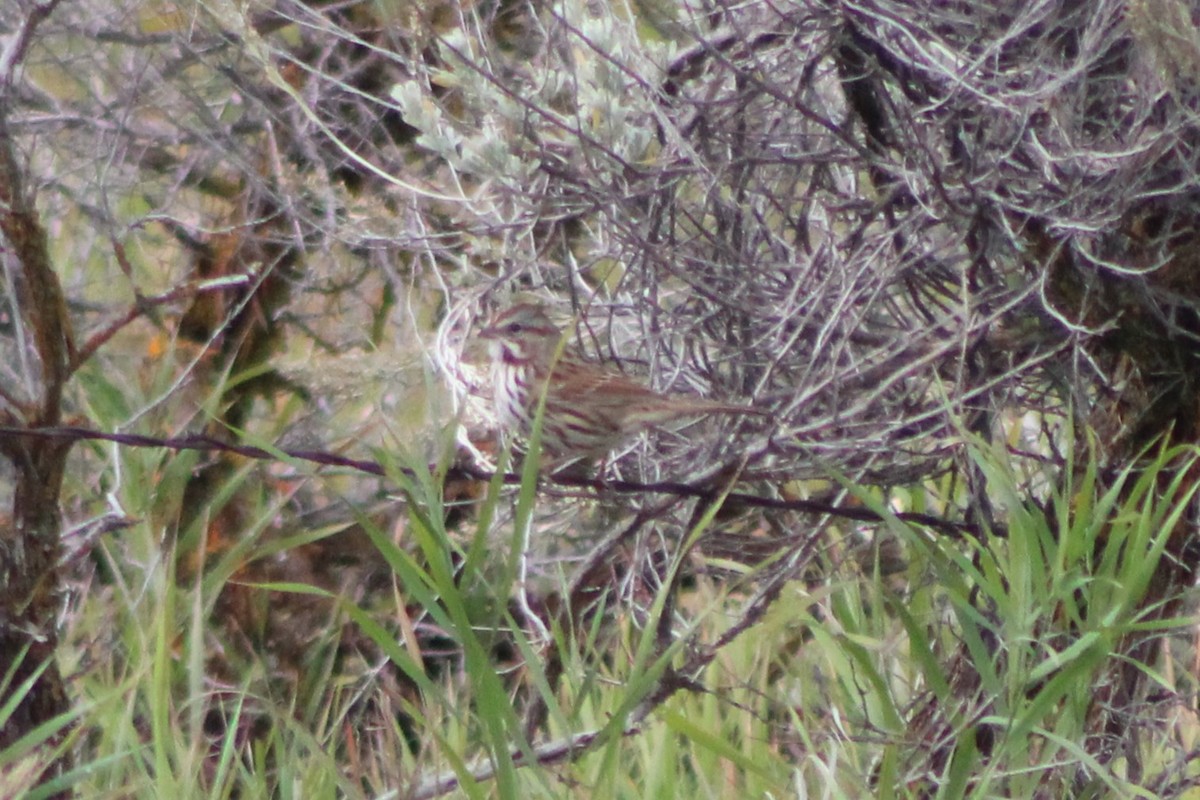 Song Sparrow (montana/merrilli) - ML617629797