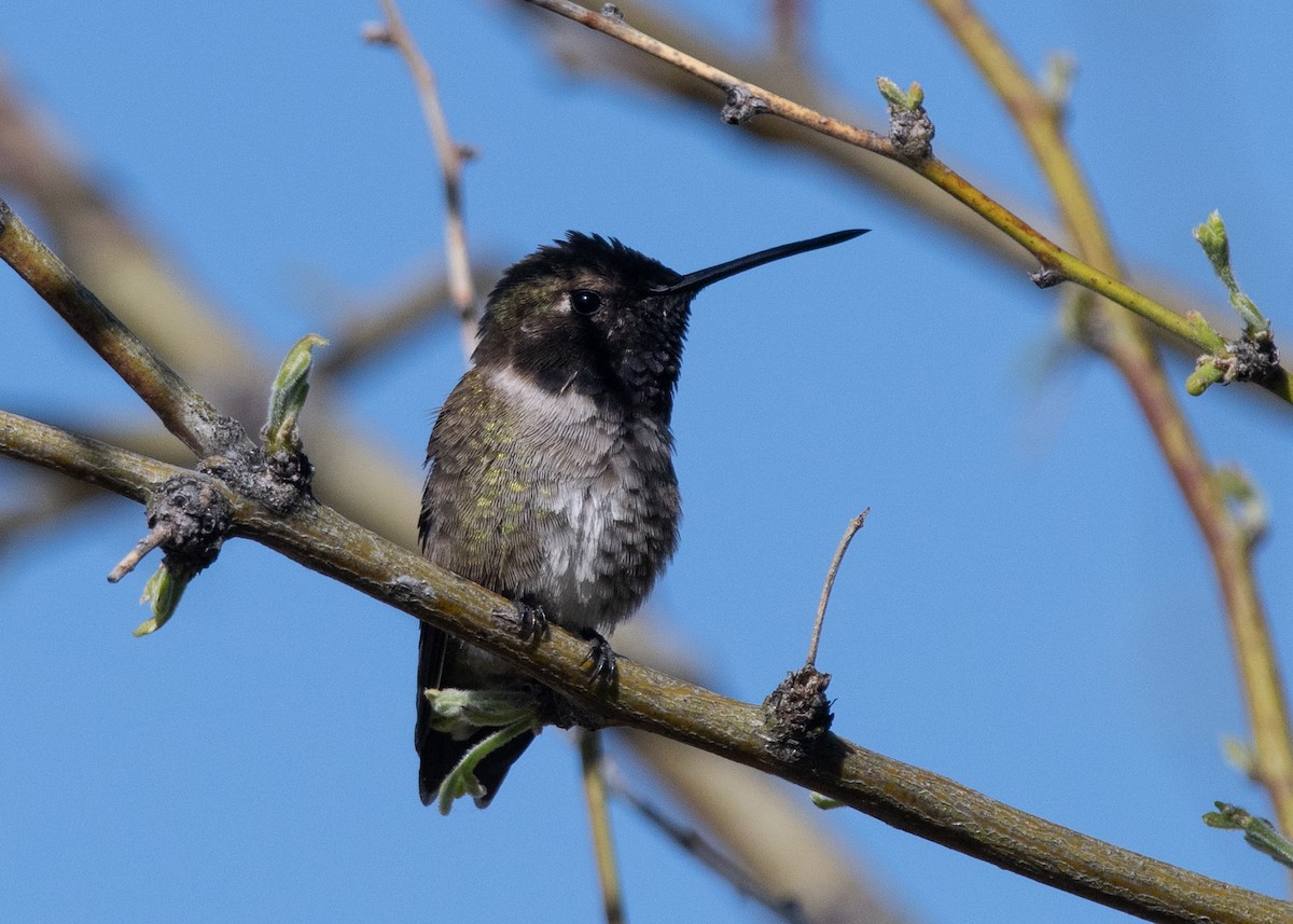 Black-chinned Hummingbird - ML617629801
