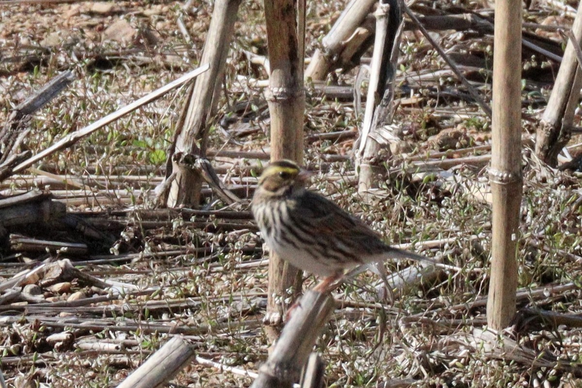 Savannah Sparrow (Savannah) - ML617629852