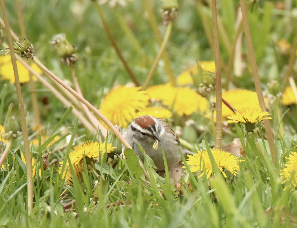 Chipping Sparrow - ML617629883