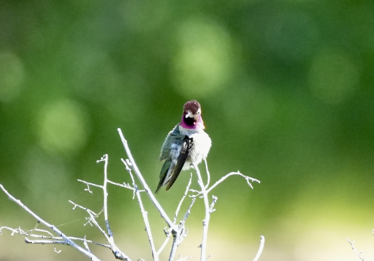 Anna's Hummingbird - Ryan Ludman