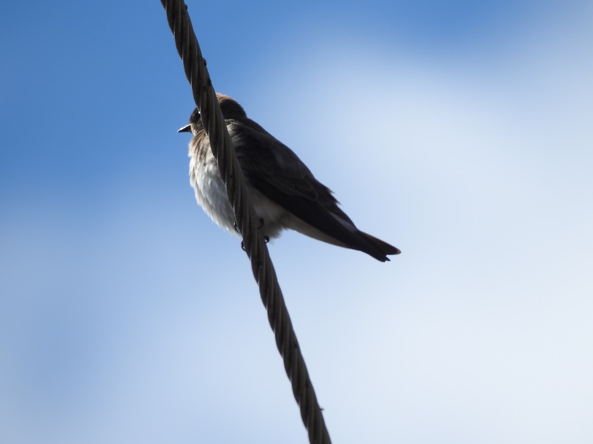 Northern Rough-winged Swallow - Linda Standfield