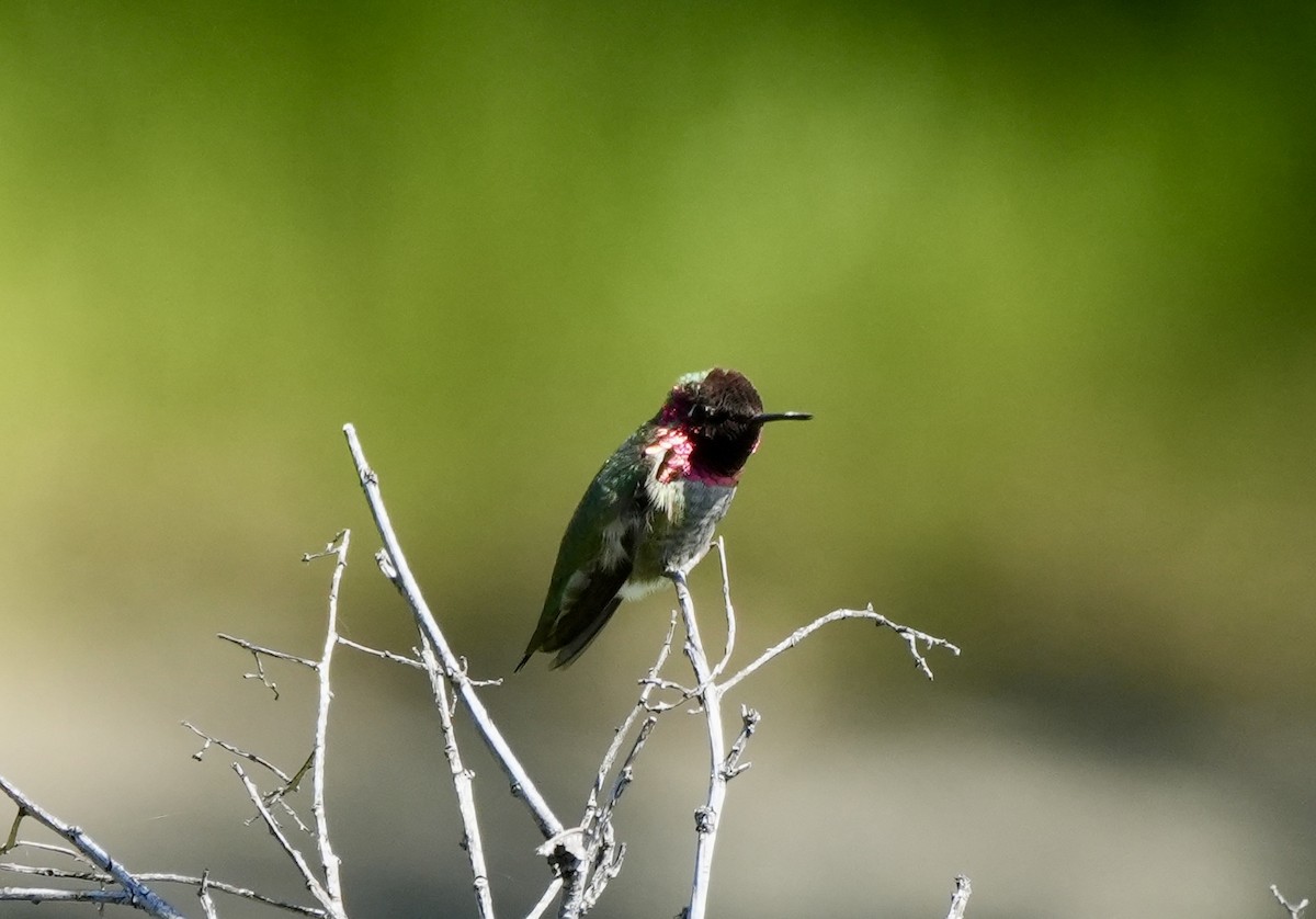 Anna's Hummingbird - Ryan Ludman