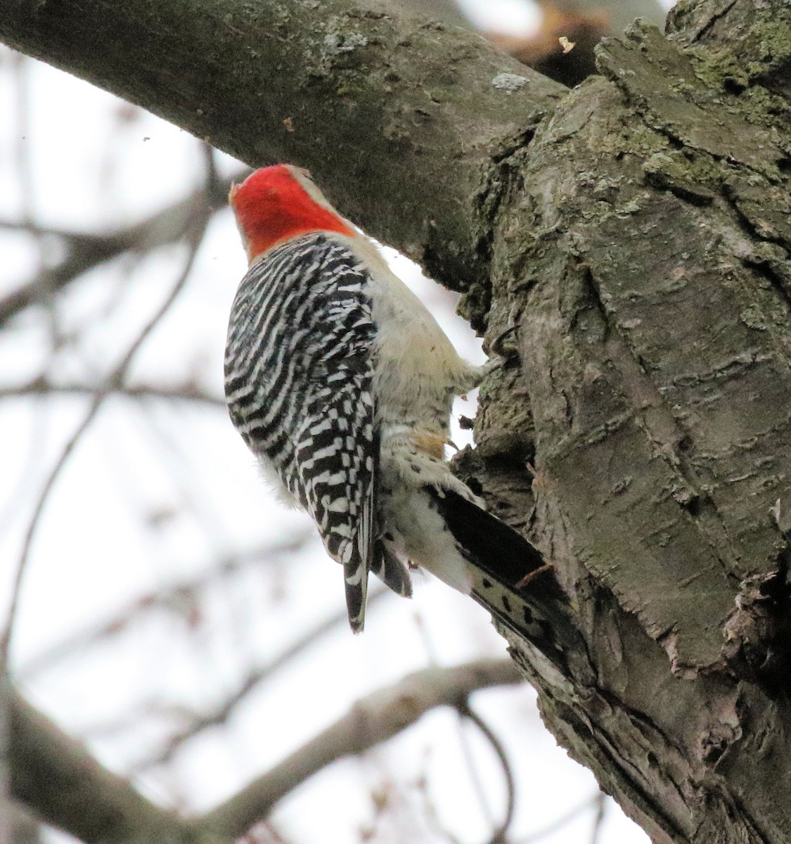 Red-bellied Woodpecker - Kernan Bell