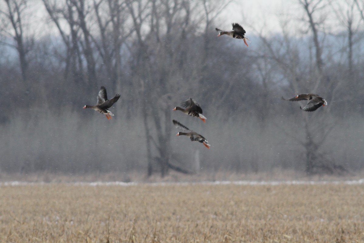 Greater White-fronted Goose (Western) - ML61762991