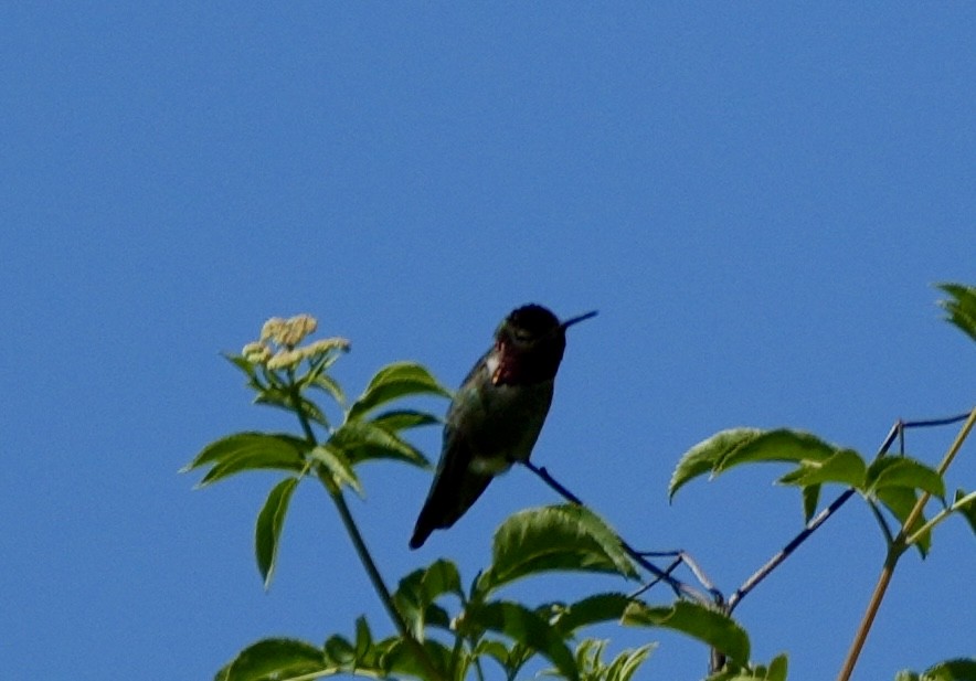 Anna's Hummingbird - ML617629966