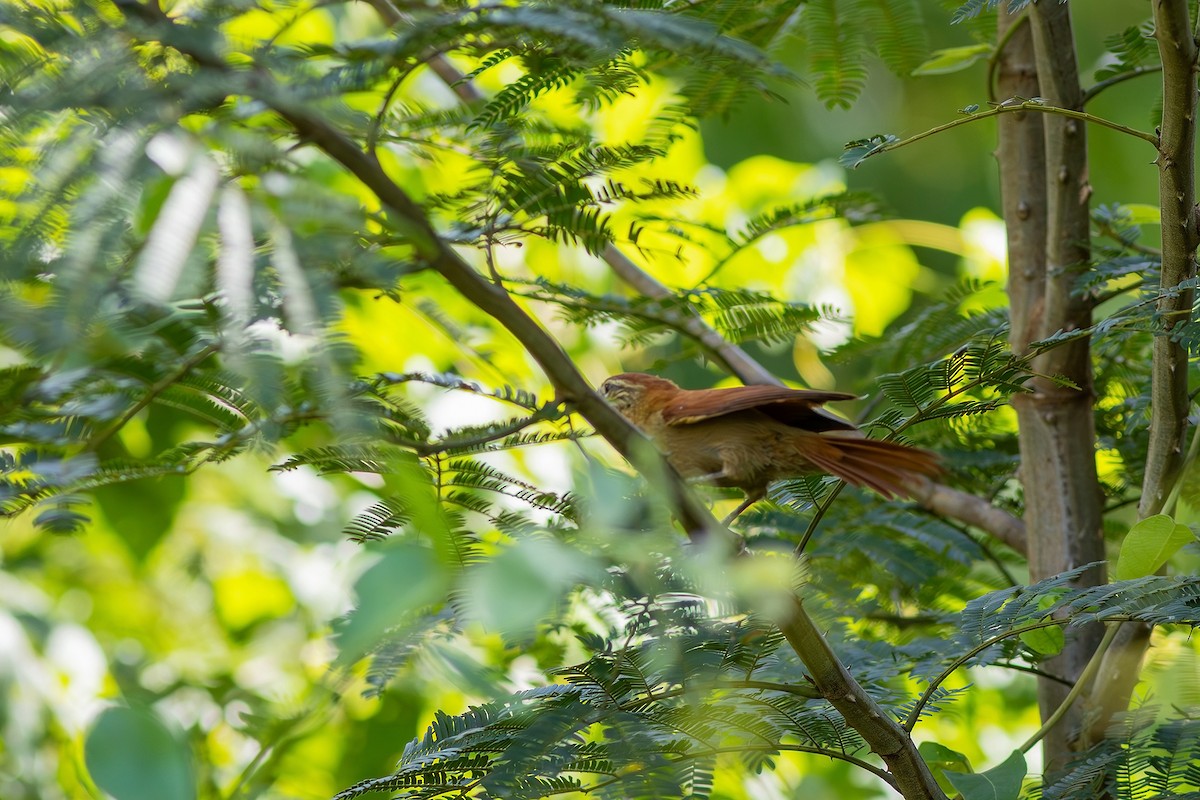 Rusty-backed Spinetail - ML617629979