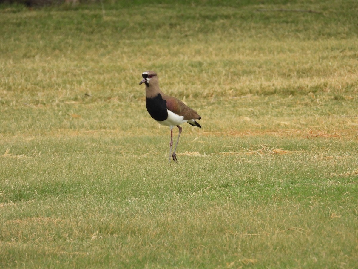 Southern Lapwing - Terry  Little