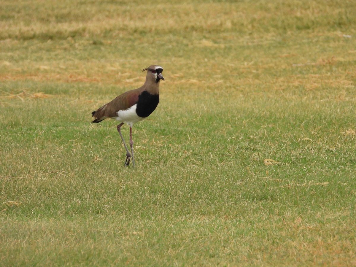 Southern Lapwing - Terry  Little