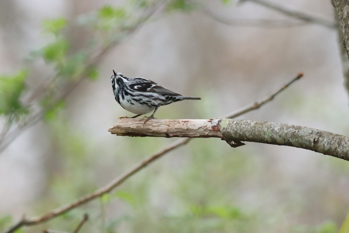 Black-and-white Warbler - Eric M. Hall