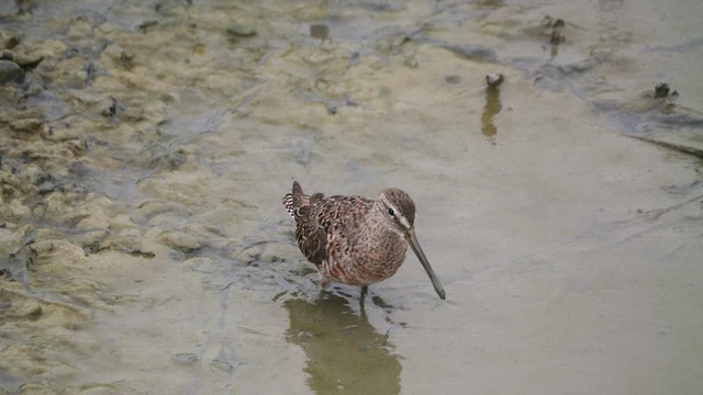 Long-billed Dowitcher - ML617630054