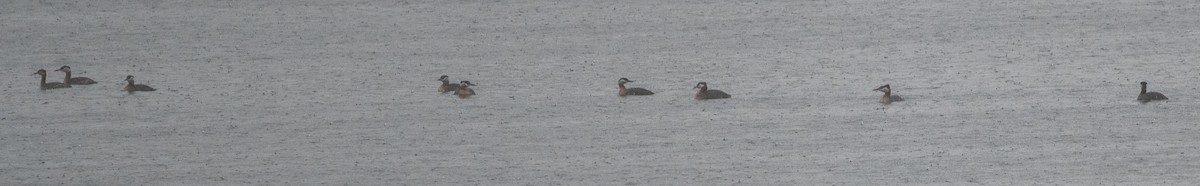 Red-necked Grebe - ML617630068