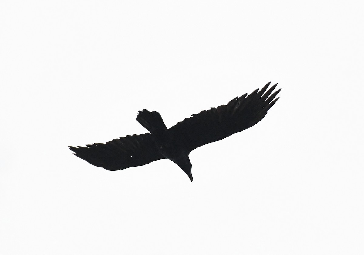 Common Raven - ML617630088
