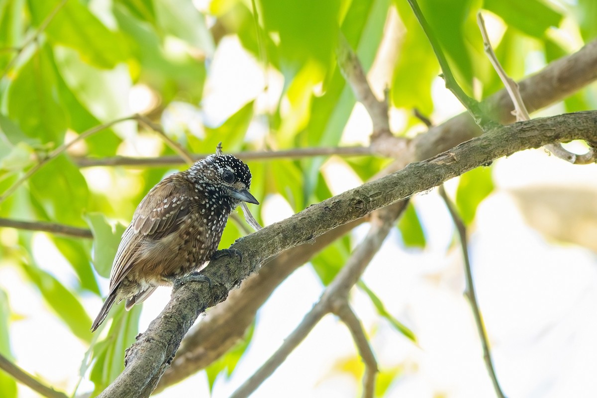 Spotted Piculet - ML617630089