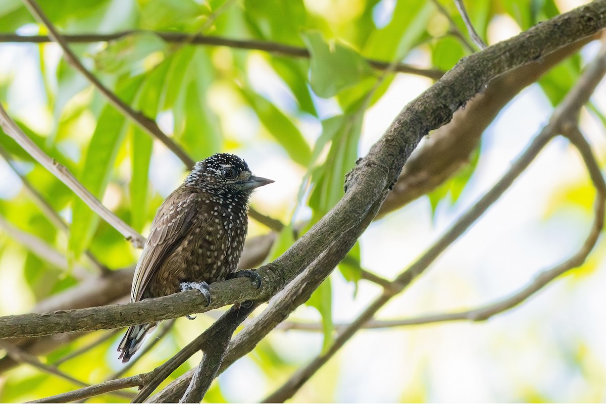 Spotted Piculet - ML617630090