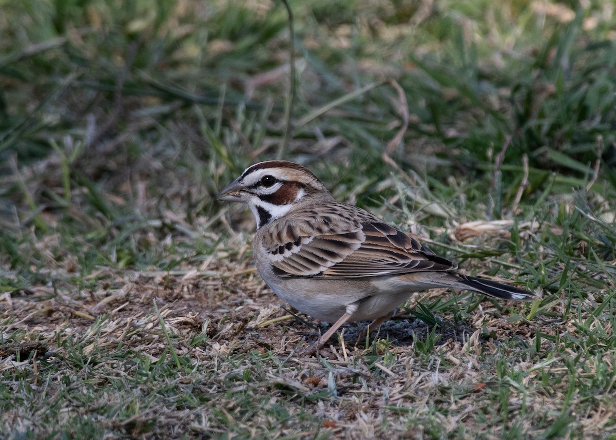 Lark Sparrow - Bente Torvund
