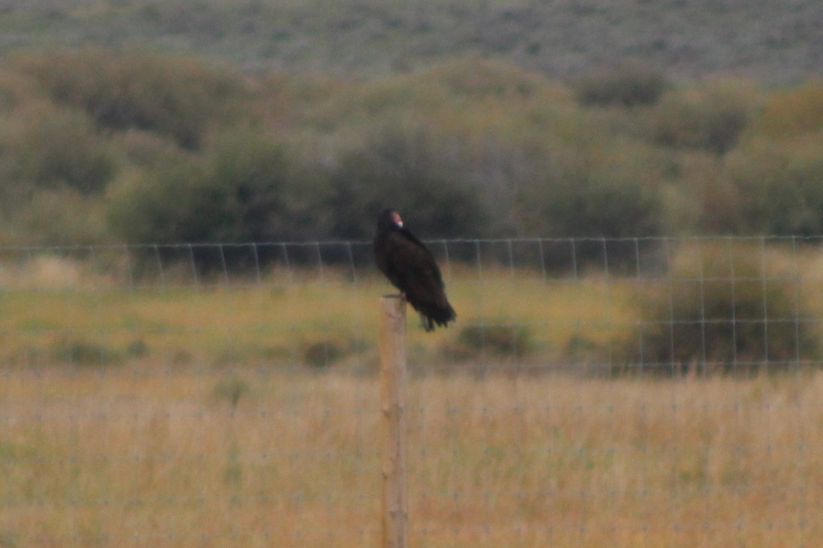 Turkey Vulture - ML617630161