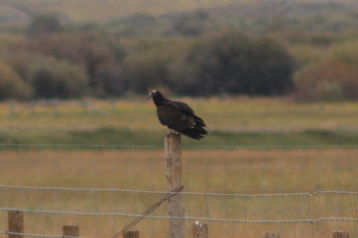 Turkey Vulture - ML617630163