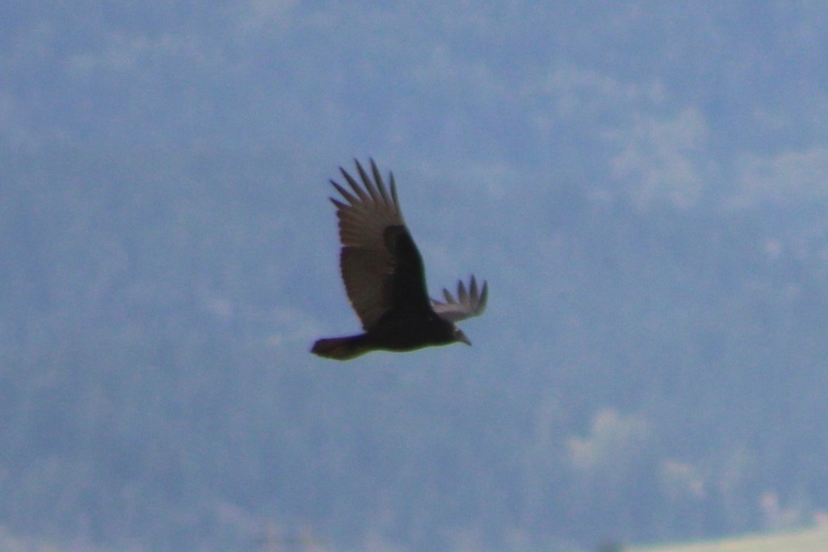 Turkey Vulture - ML617630164