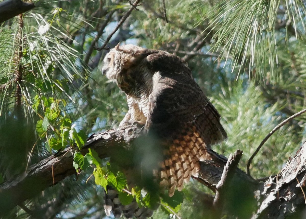 Great Horned Owl - ML617630206