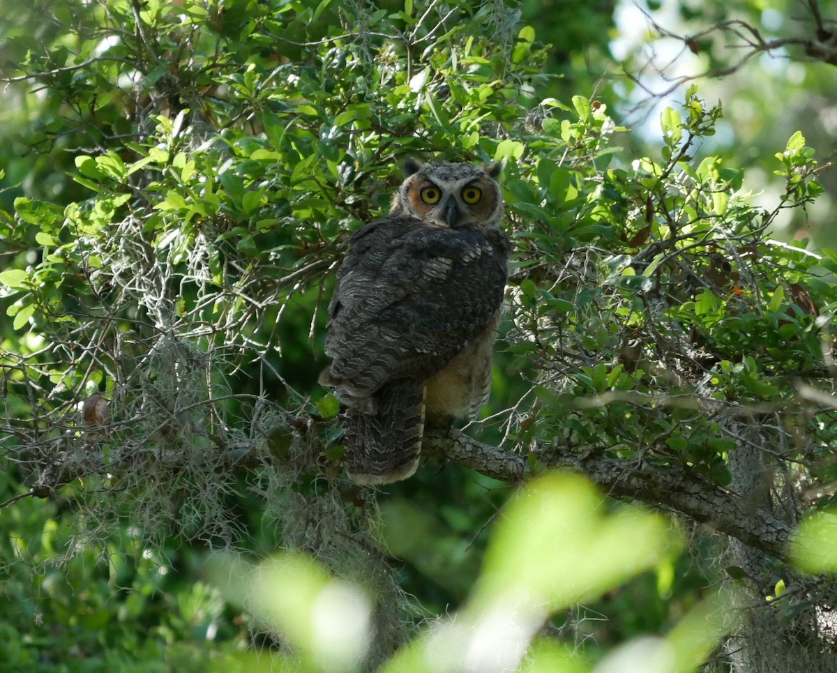 Great Horned Owl - ML617630207