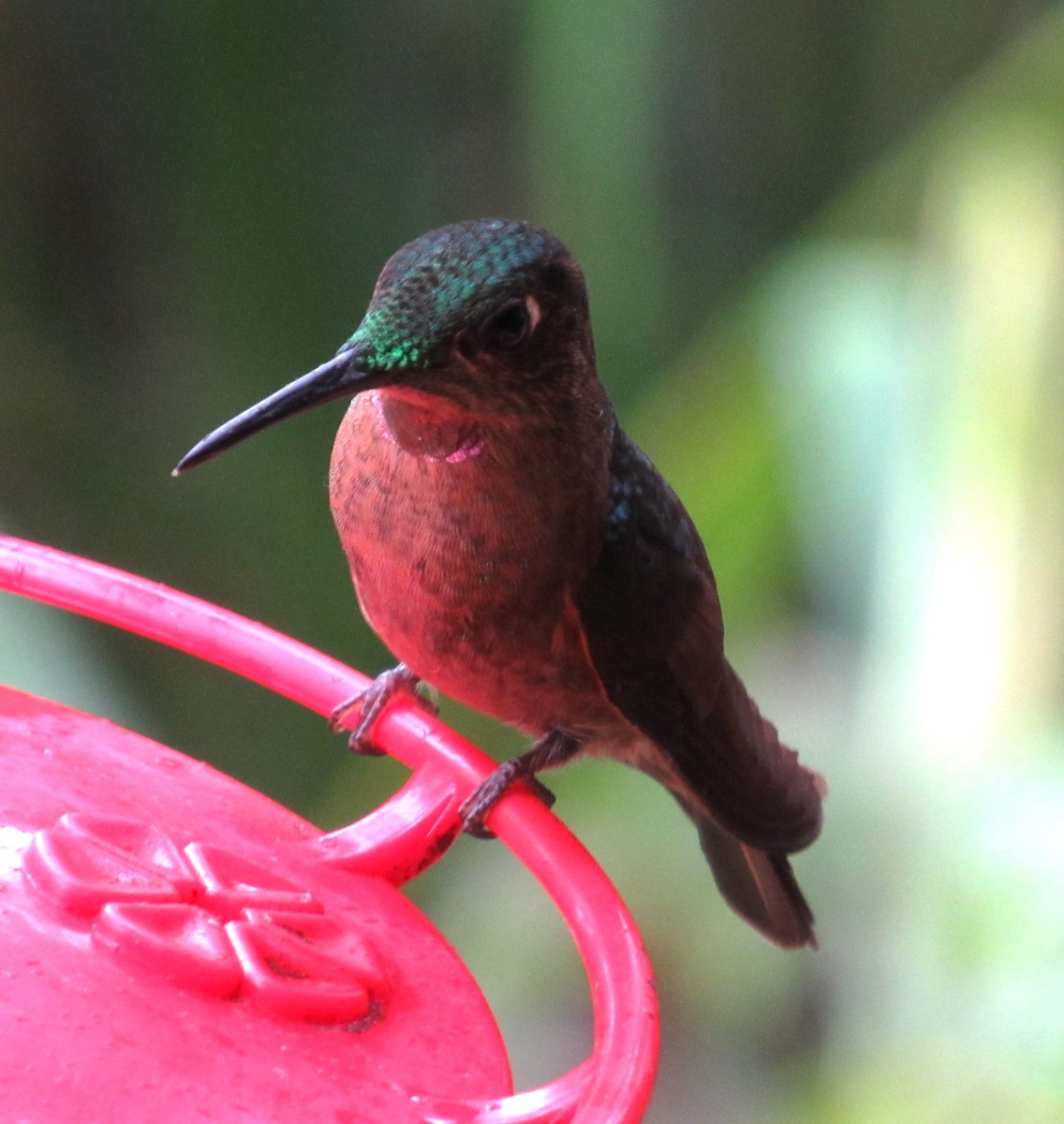 kolibřík hnědobřichý - ML617630236