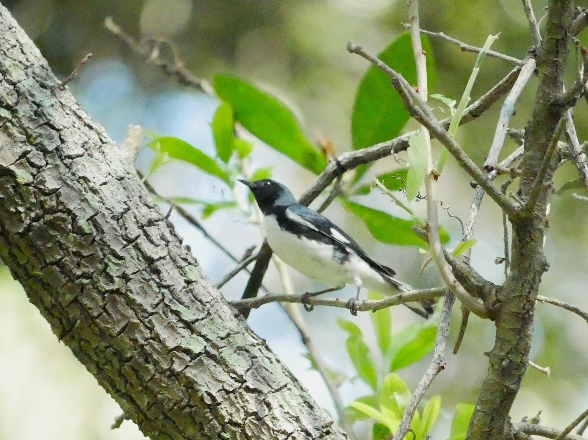 Black-throated Blue Warbler - ML617630285