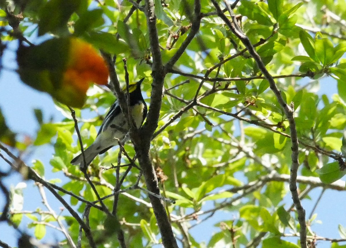 Black-throated Green Warbler - ML617630299