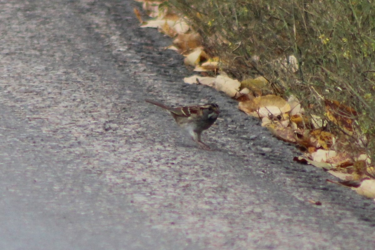 White-throated Sparrow - ML617630354