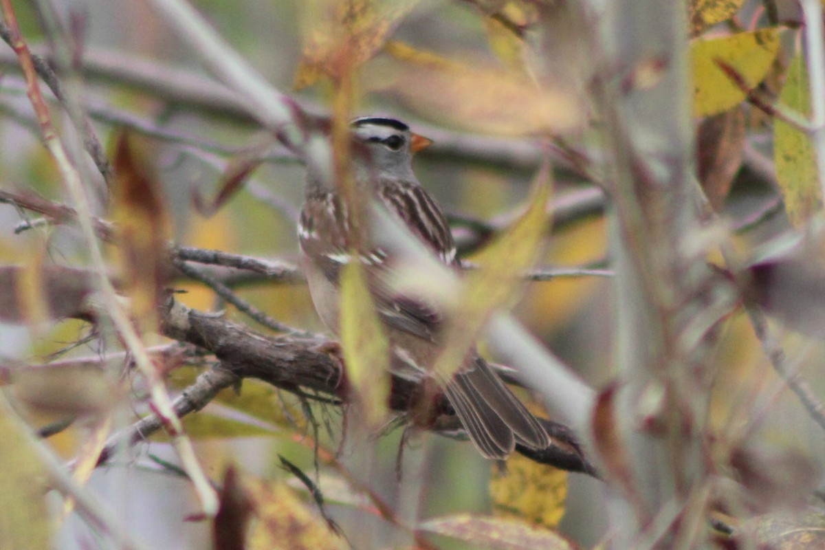 White-crowned Sparrow (Gambel's) - ML617630389