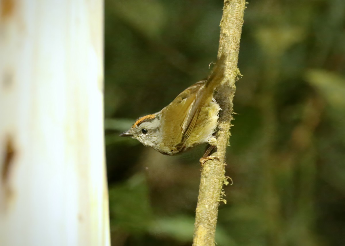 Russet-crowned Warbler - Katrina Moilanen